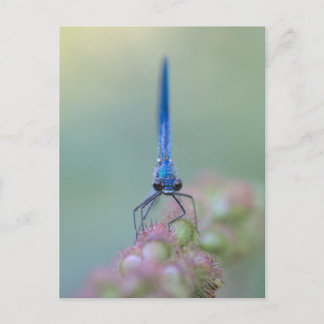 Carte Postale Prachtlibelle