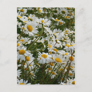 Carte Postale Prairie de fleurs heureuse - visage heureux margue
