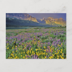 Carte Postale Prairie de fleurs sauvages dans Many glacier