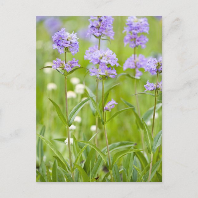 Carte Postale Prairie de fleurs sauvages de penstemon dans la (Devant)