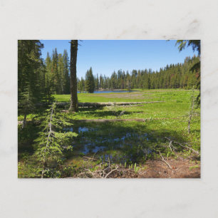 Carte Postale Prairie de Yosemite avec des étoiles filantes