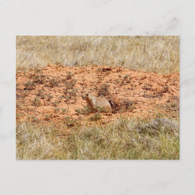 Carte Postale Prairie Dog, Devil's Tower National Monument, WY (Devant)