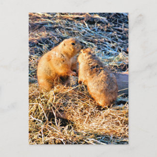 CARTE POSTALE PRAIRIE DOGS
