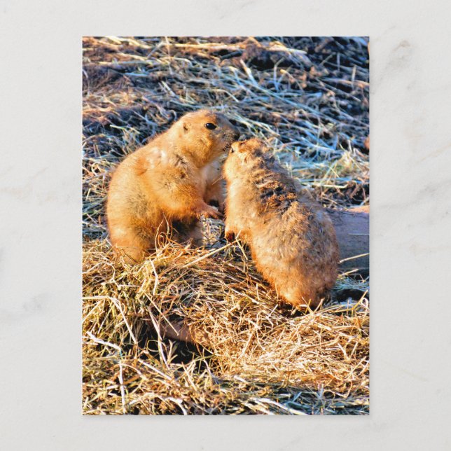CARTE POSTALE PRAIRIE DOGS (Devant)