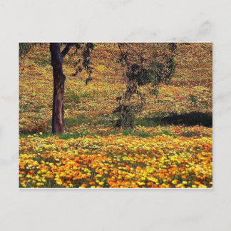 Carte Postale prairie florale