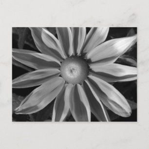 Carte Postale Prairie Sun Rudbeckia B&W
