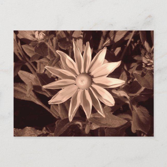 Carte Postale Prairie Sun Rudbeckia - Sepia (Devant)