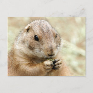 Carte postale Prairiedog