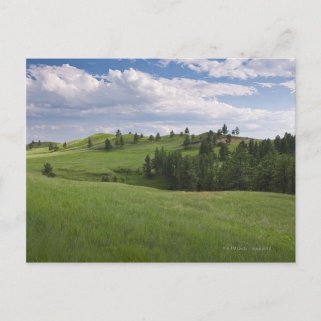 Carte Postale Pré à Custer State Park (Devant)