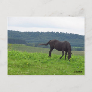 Carte Postale Pré d'amour