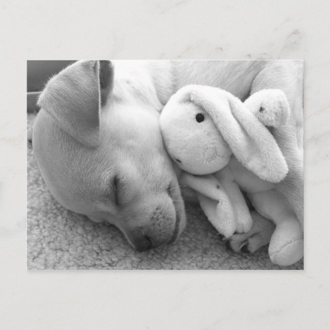 CARTE POSTALE PRECIOUS PUPPY MOMENT (Devant)