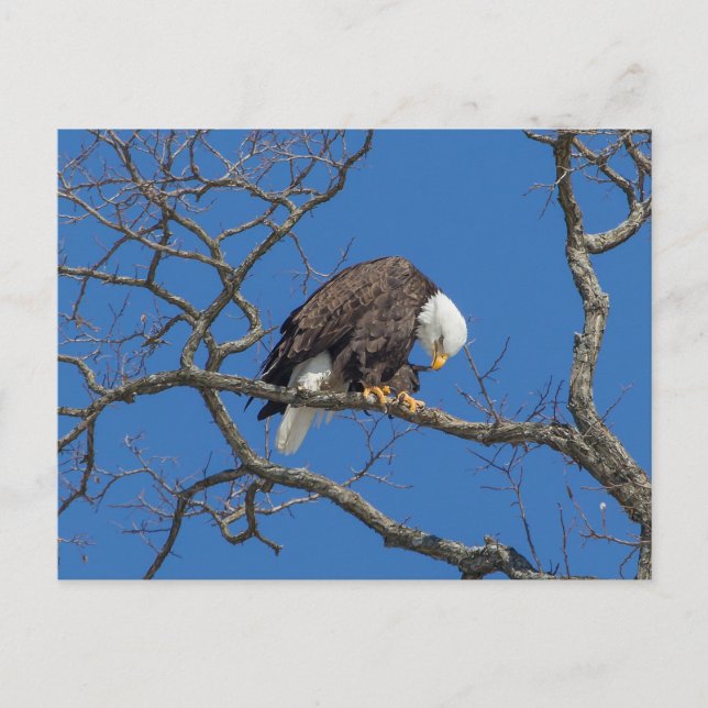 Carte Postale Prédiction de l'aigle à tête blanche (Devant)