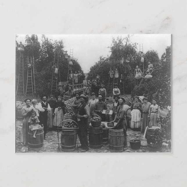 Carte Postale Prélèvement d'Apple Dans Le Comté De Berkeley, Vir (Devant)