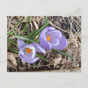 Carte Postale Premier Crocus ! -Carte postales