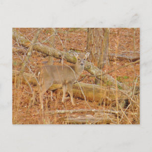 Carte Postale Premier hiver du Cerf de Bébé