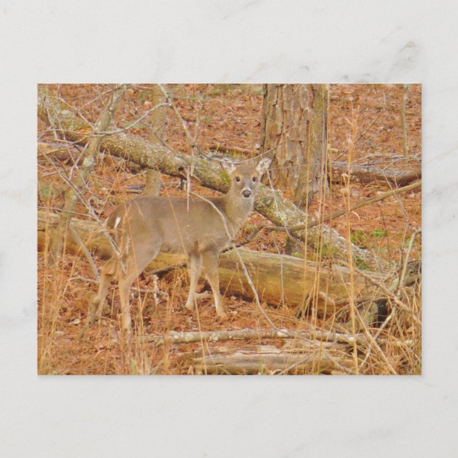 Carte Postale Premier hiver du Cerf de Bébé (Devant)