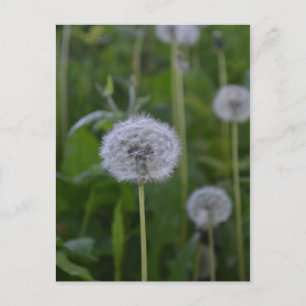 Carte Postale Premier souhait