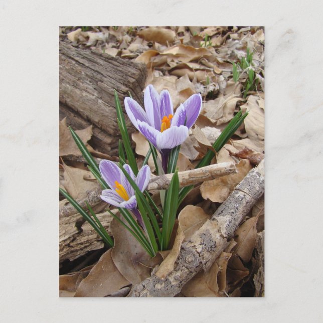 Carte Postale PREMIER SPRING FLEURS produits (Devant)