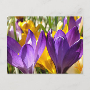 Carte Postale Première floraison du printemps : Le Crocus