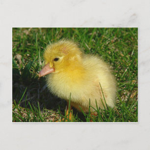 Carte Postale Première Scovie de la saison