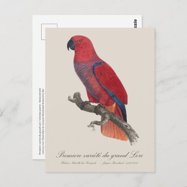 Carte Postale Premiere variete du grand Lori / Eclectus perroque (Devant / Derrière)
