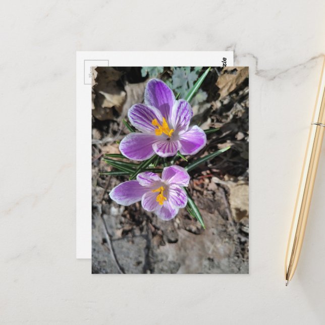 Carte Postale Premières Fleurs du Printemps 2026 Crocus Violet  (Devant/Arrière en situation)