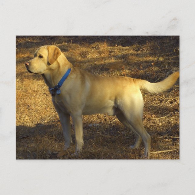 Carte Postale Préparez pour chasser, Labrador fier au soleil (Devant)