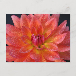 Carte Postale Près du centre de dahlia orange, Dahlia