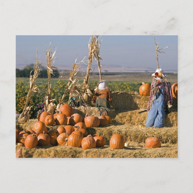Carte Postale Présentation de citrouilles avec des ballots de fo (Devant)