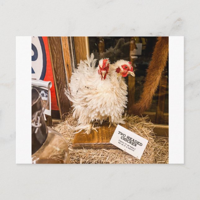 Carte Postale Présentation de taxidermie de poulet blanc duveteu (Devant)