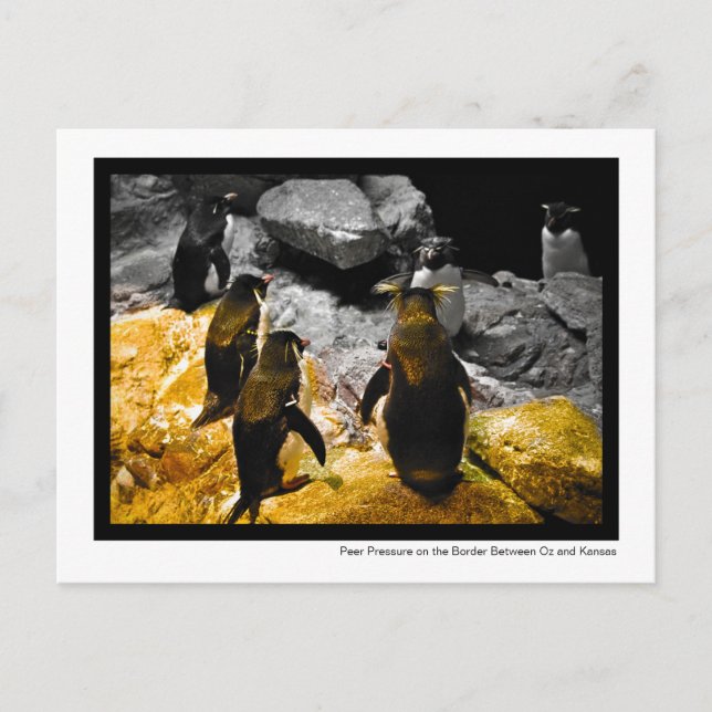 Carte Postale Pression des pairs sur les pingouins frontaliers d (Devant)