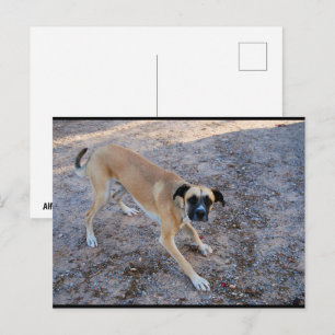 Carte Postale Prêt à jouer