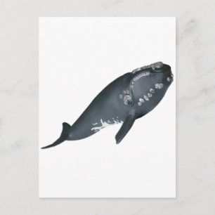 CARTE POSTALE PRÊT À SE DÉROULER