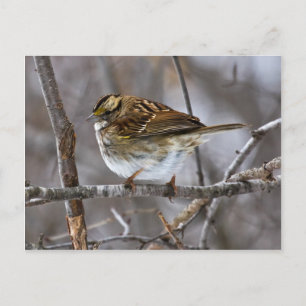 Carte Postale Prêt pour la postcopie de décollage