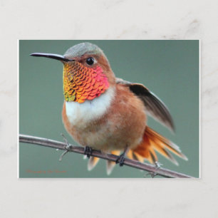 Carte Postale Prêt pour le lancement