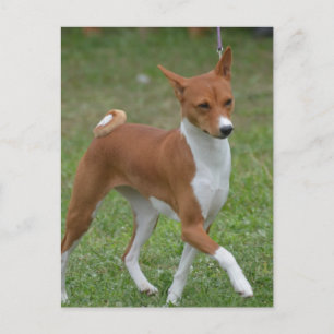 Carte Postale Prêter le chien Basenji