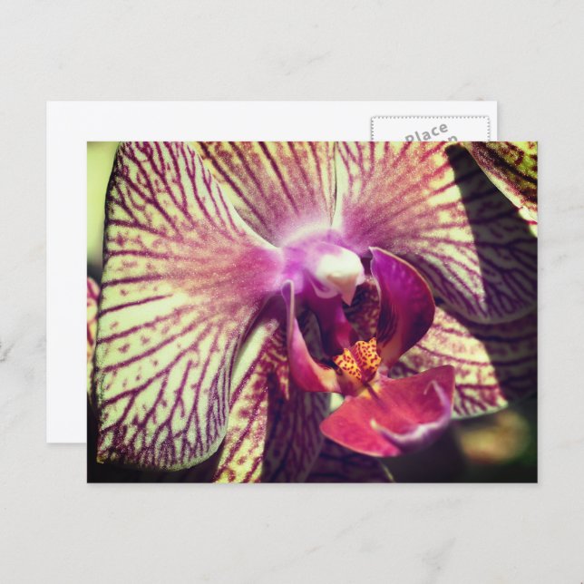 Carte Postale Pretty Orchid Flower Personalized (Devant / Derrière)