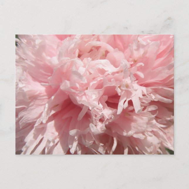 Carte postale Pretty Pale Rose Poppy (Devant)
