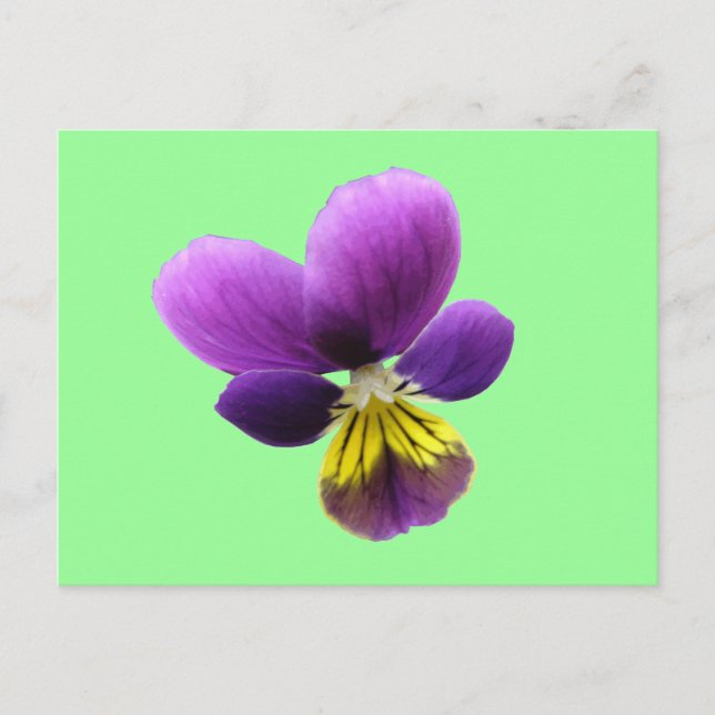 Carte postale Pretty Pansy (Devant)