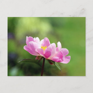 Carte postale Pretty Pink Peony