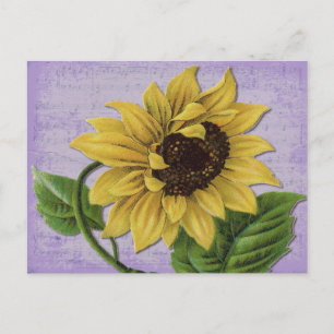 Carte Postale Pretty Sunflower
