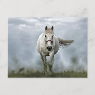 Carte Postale Pretty White Horse Cloud Photo