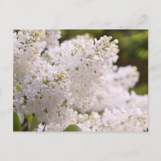 Carte Postale Pretty White Lilacs Photo
