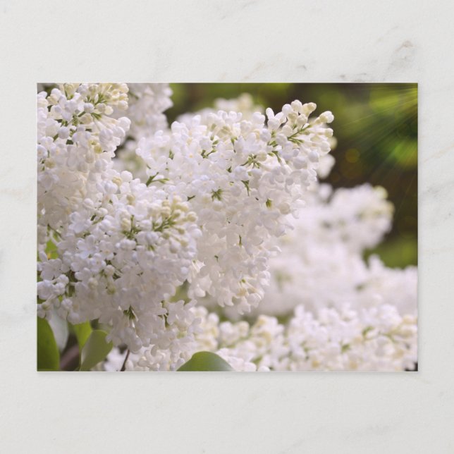 Carte Postale Pretty White Lilacs Photo (Devant)