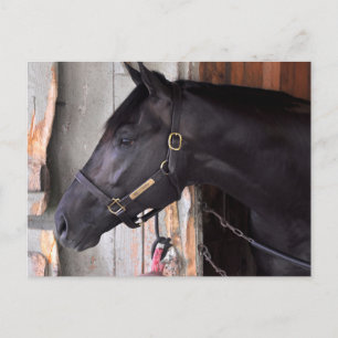 Carte Postale Preuve Bully par Bellamy Road-Flaming Slew