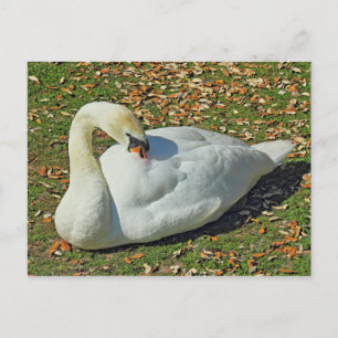 Carte Postale Prévenir le cygne. Lac Roath Park, Cardiff, Pays d