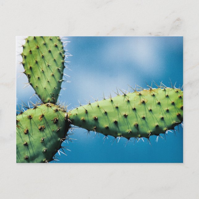 Carte Postale Prickley Cactus (Devant)