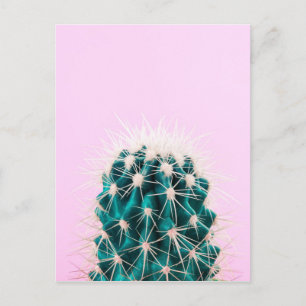 Carte Postale Prickley Cactus sur rose