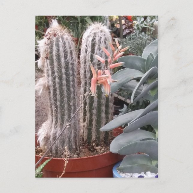 Carte Postale Prickly Cactus (Devant)