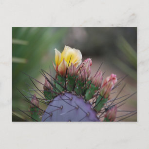 Carte Postale Prickly Pear Cactus